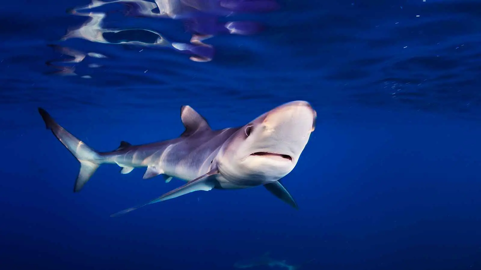 "أثارت الدهشة".. سمكة قرش تسقط من السماء (صور)