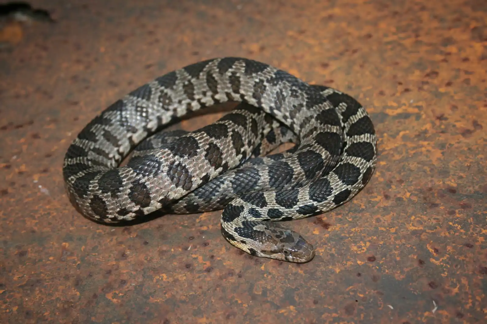 ثعبان الثعلب الغربي (Pantherophis vulpinus)