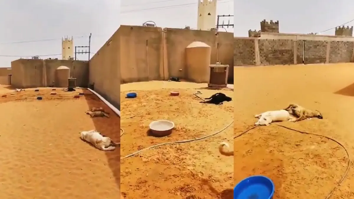 بكاء مؤثر لمربي حيوانات في السعودية فقد 14 كلبا بتسميم متعمد‎ 