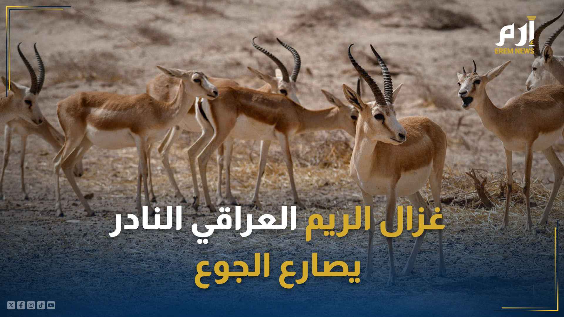غزال الريم العراقي  النادر يصارع الجوع 