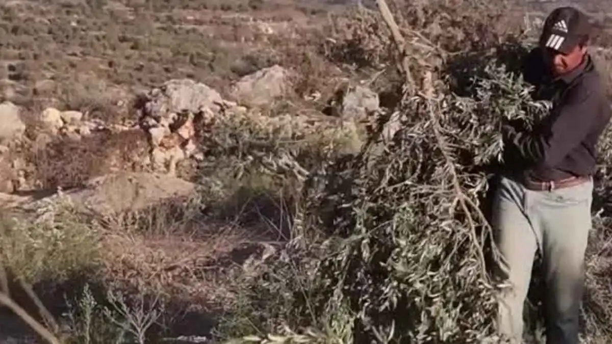 بأوامر سموتريتش.. إسرائيل تزيل 6300 شجرة زيتون في الضفة الغربية