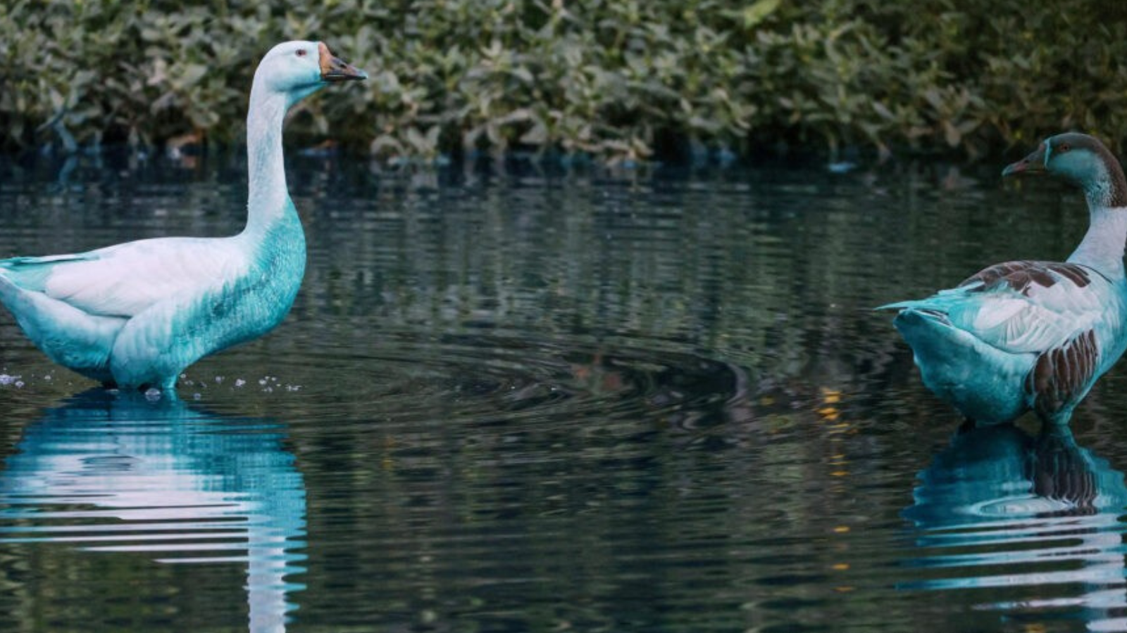 "بط أزرق" في بحيرة برازيلية.. ما القصة؟ (فيديو)