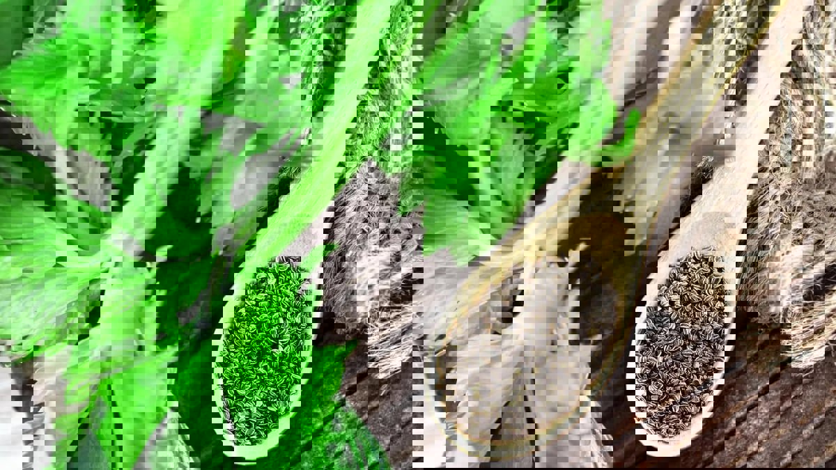 دواء من بذور الكرفس يزيد فرص التعافي من السكتة الدماغية