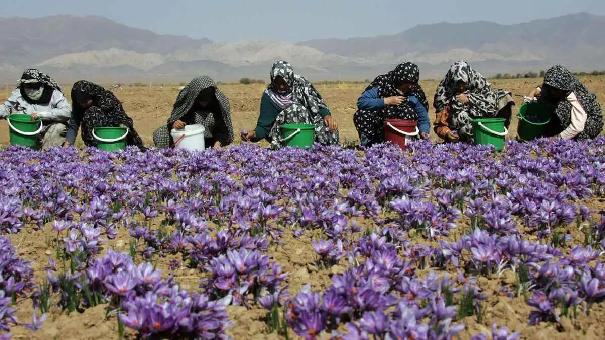 الحرب تعصف بـ"الذهب الأحمر".. الزعفران الإيراني ضحية جديدة لأزمة هرمز