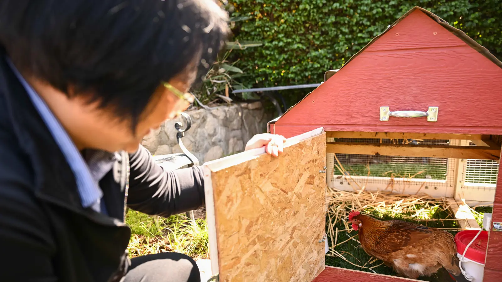 "البيض غالٍ".. ترامب يدفع الأمريكيين لاستئجار الدجاج