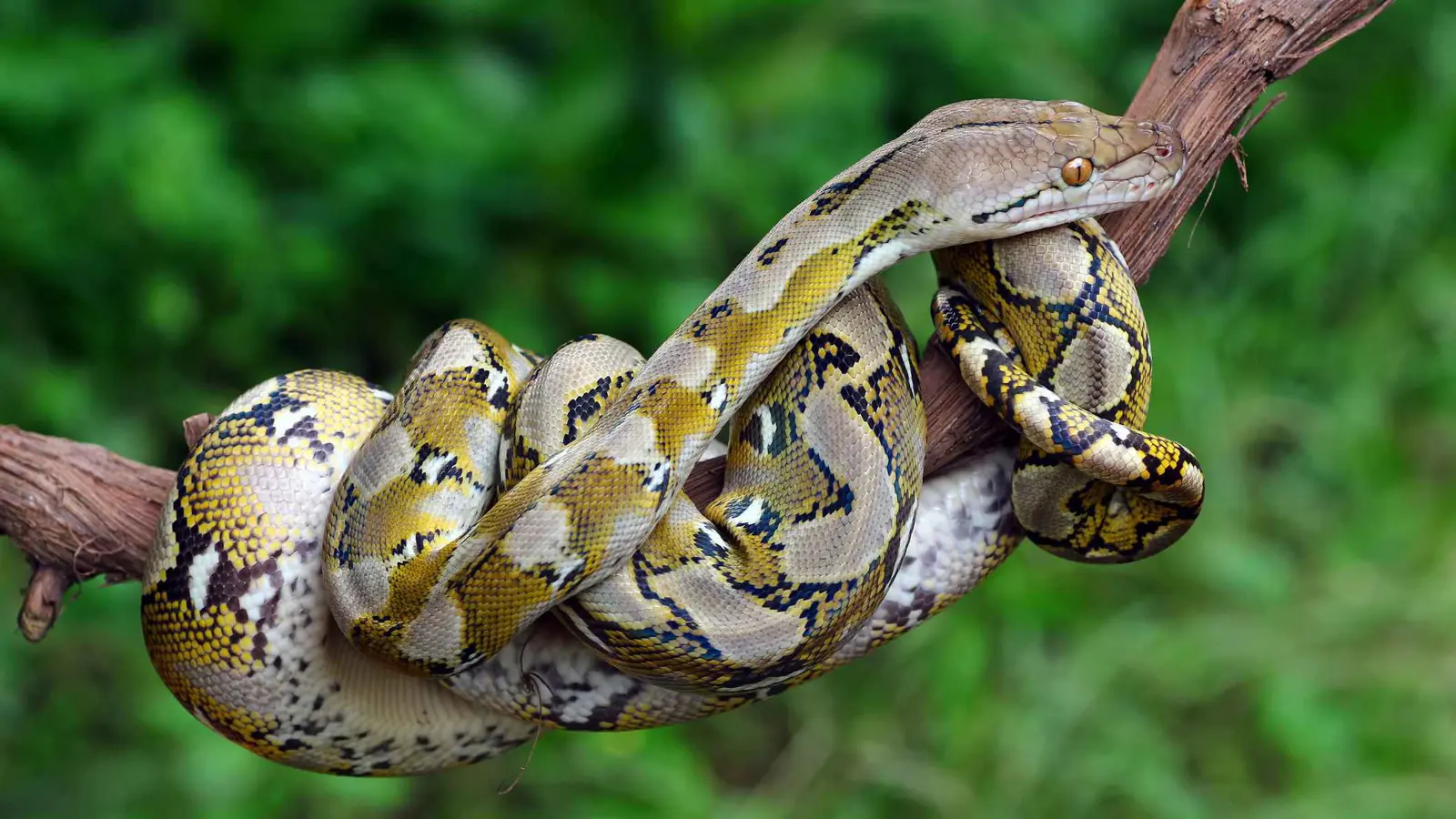 مع اقتراب اليوم العالمي للأفاعي.. أغرب 5 قدرات للزواحف الغامضة