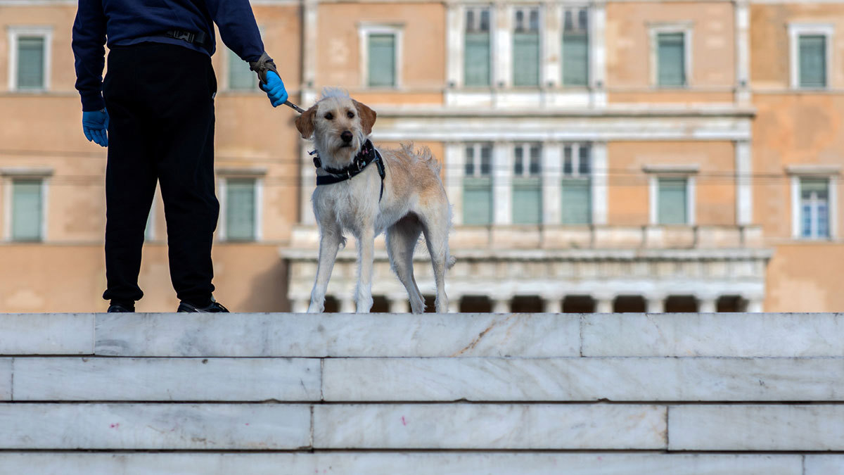 الكلاب تنضم إلى المعركة ضد كورونا في تونس