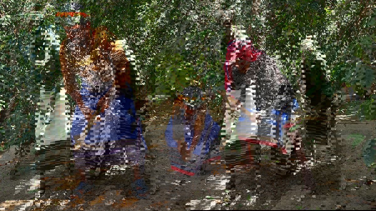 زراعة "البن الخولاني".. مهنة متوارثة في جنوب السعودية