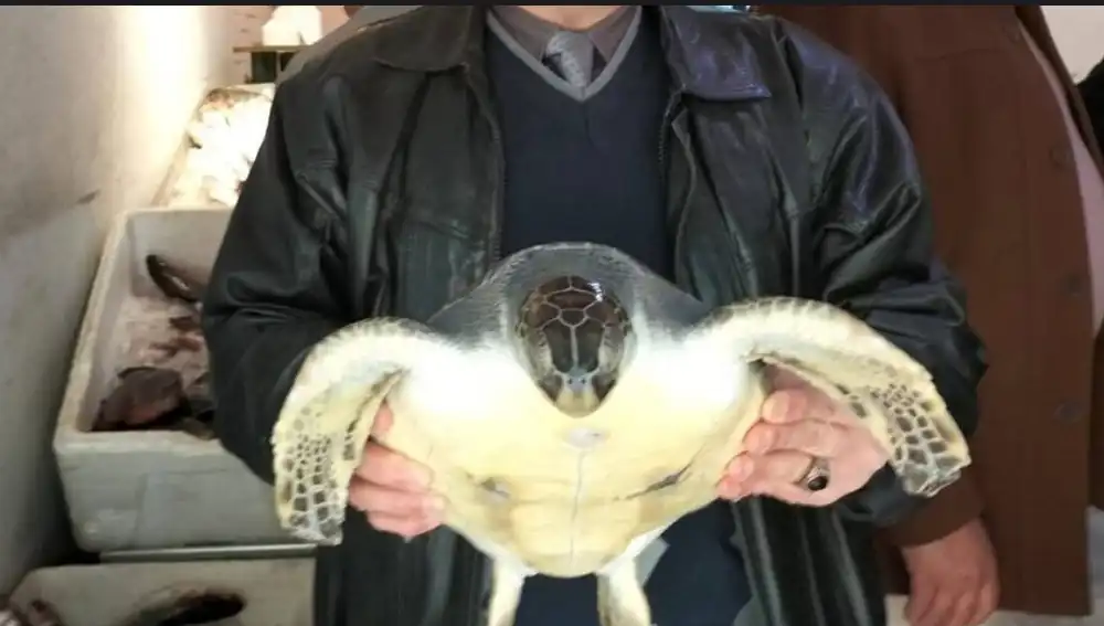 السلحفاة التي تم انقاذها