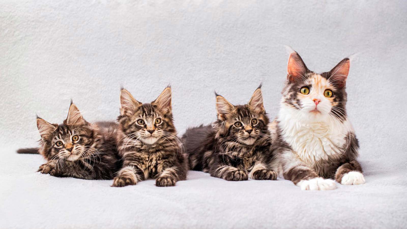 "معذبة 100 قطة" رهن الاعتقال في كاليفورنيا (صور)