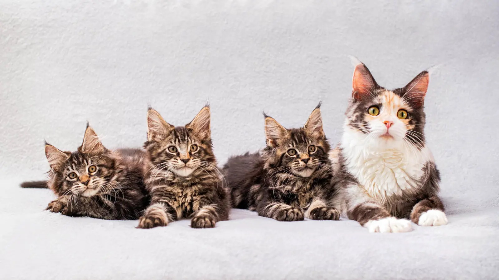 "معذبة 100 قطة" رهن الاعتقال في كاليفورنيا (صور)