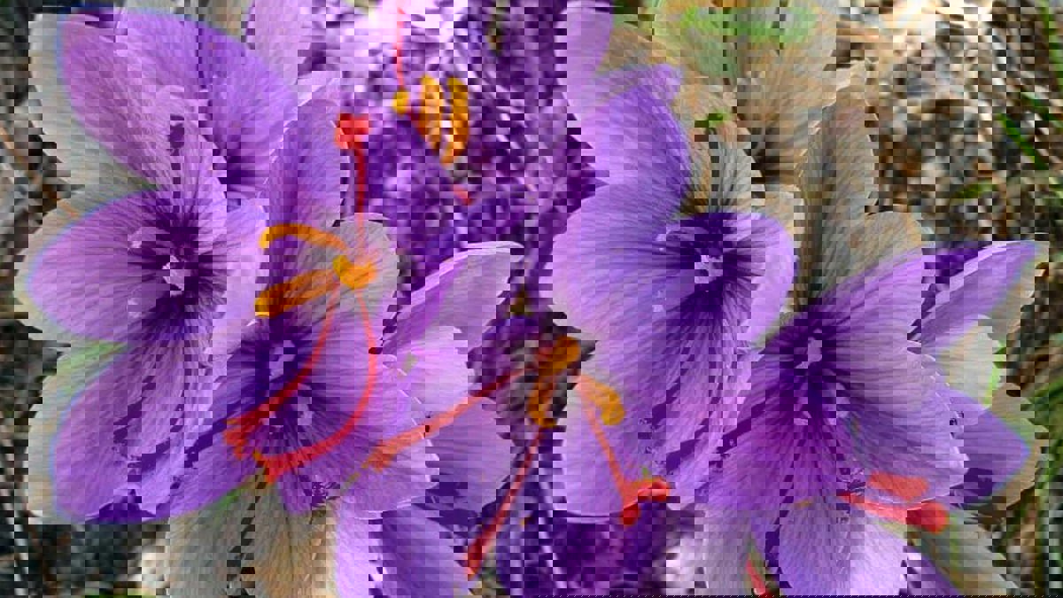 الزعفران.. زهرة الاكتفاء والحلم بالثروة عند السوريين‎