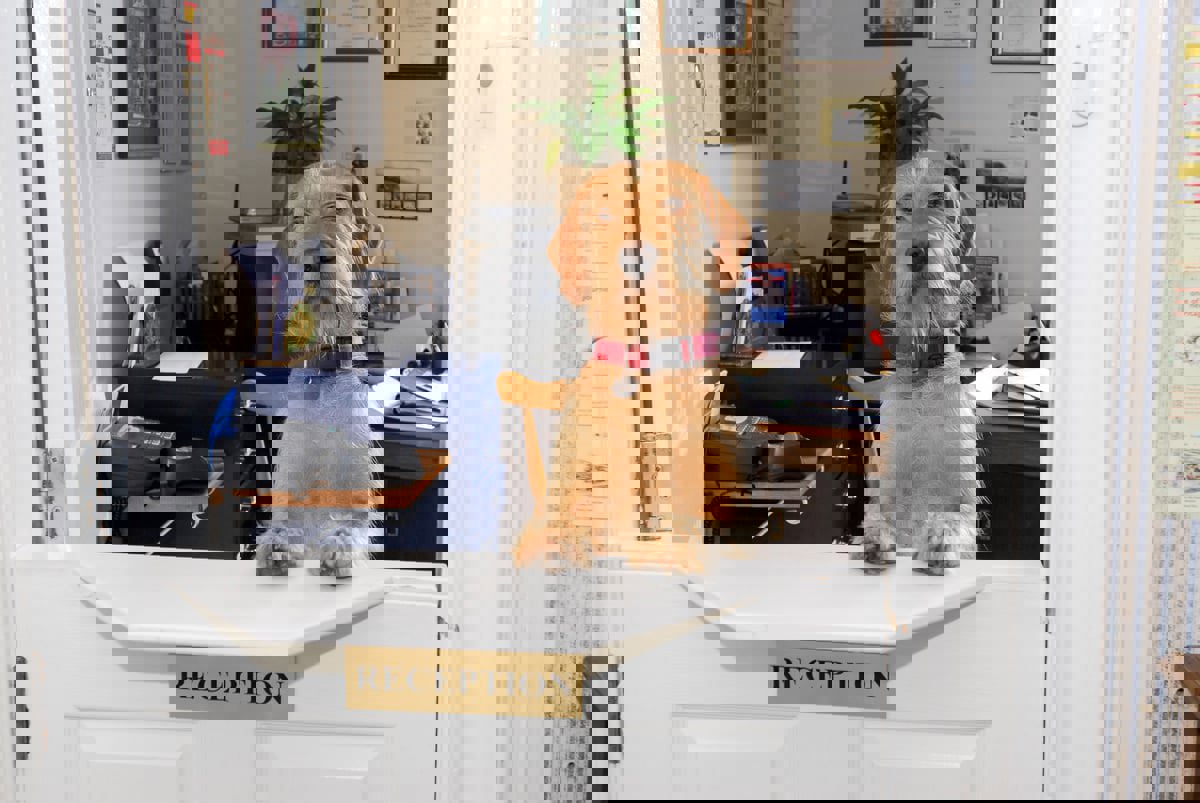 سرقة أشهر فندق لاستضافة وتدريب الكلاب في مصر