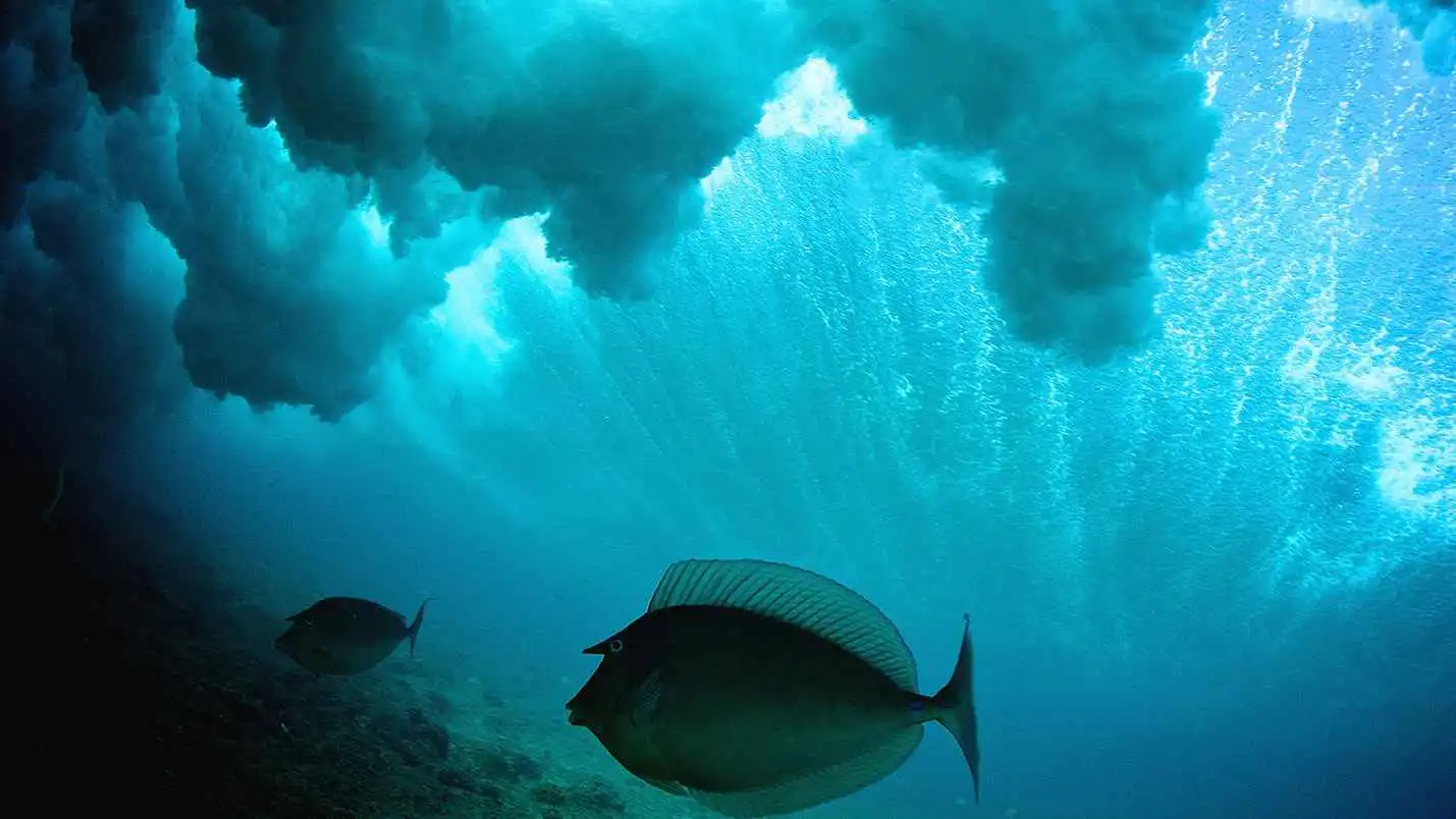 لغز عمره عقد.. العلماء يكشفون سر الكربون المفقود في البحار