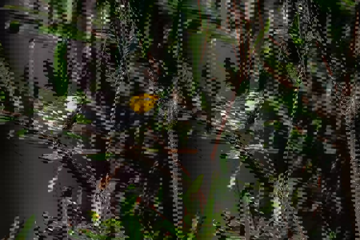 الاتجار بالكوكايين يهدد بيئات الطيور النادرة