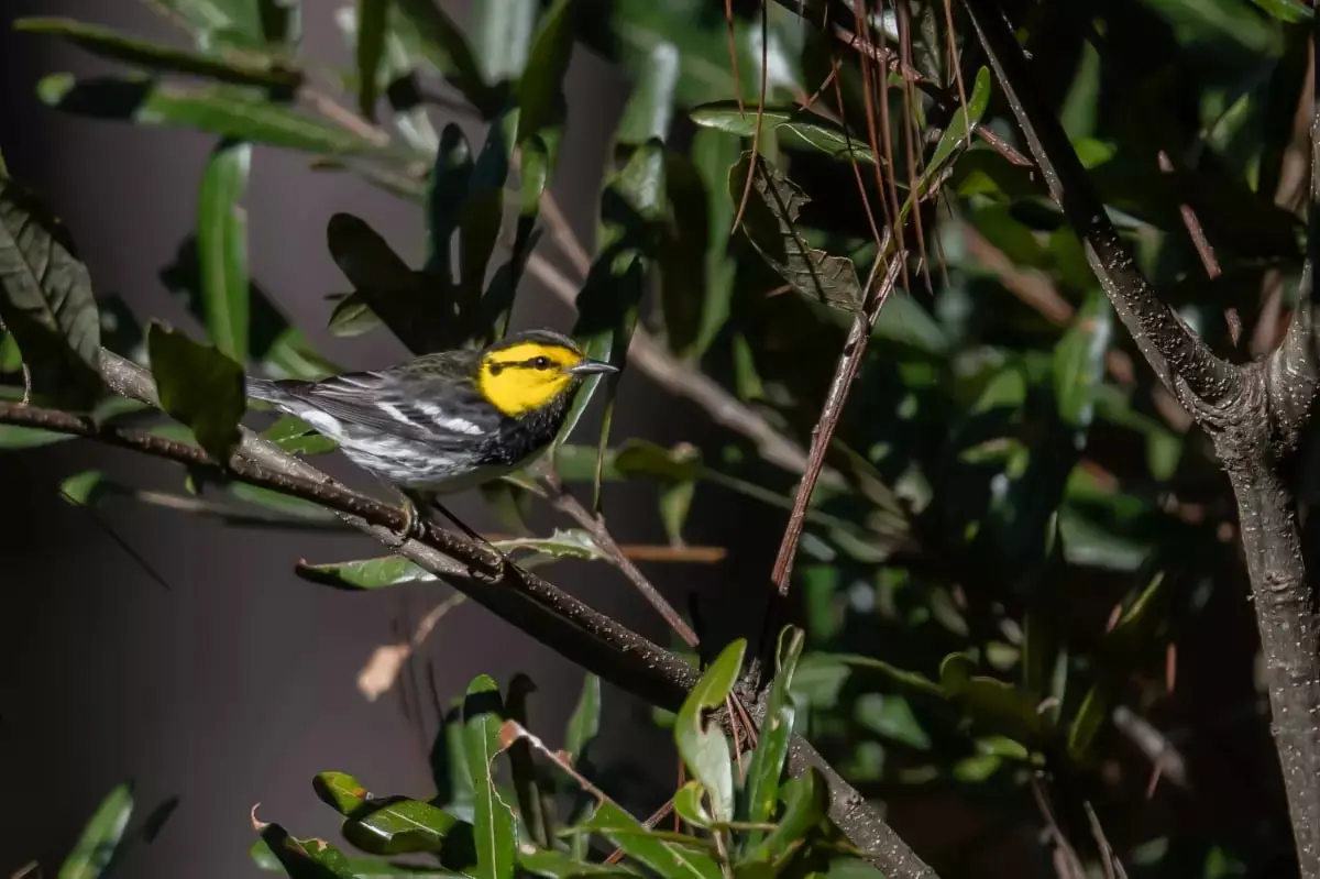 الاتجار بالكوكايين يهدد بيئات الطيور النادرة