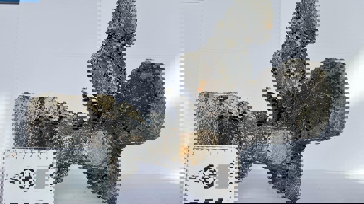 اكتشاف نوع جديد من الديناصورات في المغرب (صور)