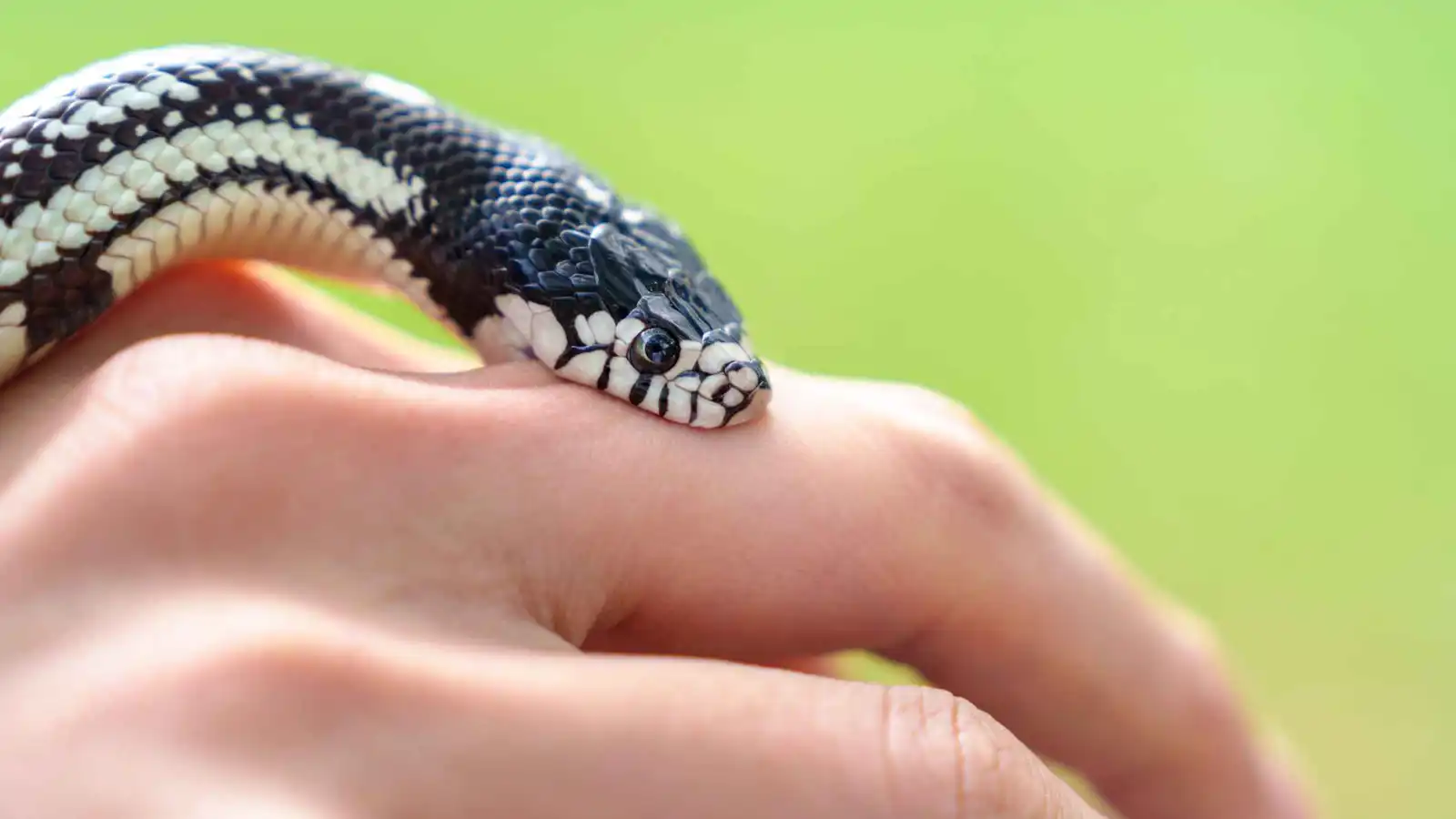 وفاة طفل بلدغة ثعبان بعد ظن والده أنه “شرب الكحول”