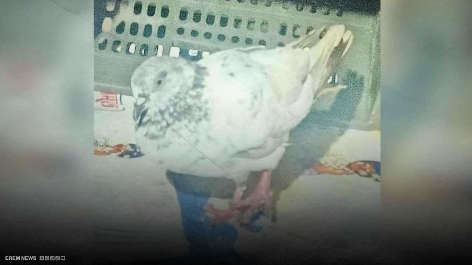 الهند تلقي القبض على حمامة بتهمة الإرهاب (فيديو إرم)