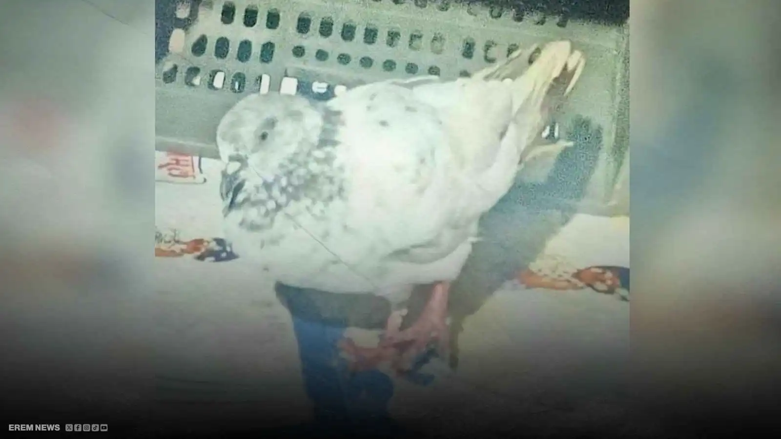 الهند تلقي القبض على حمامة بتهمة الإرهاب (فيديو إرم)