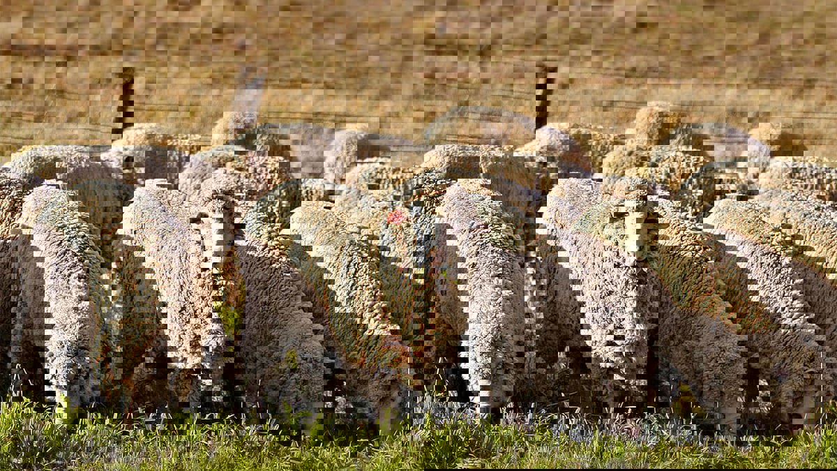 باستخدام الموجات فوق الصوتية.. سعوديات يحترفن تربية الأغنام بطرق حديثة