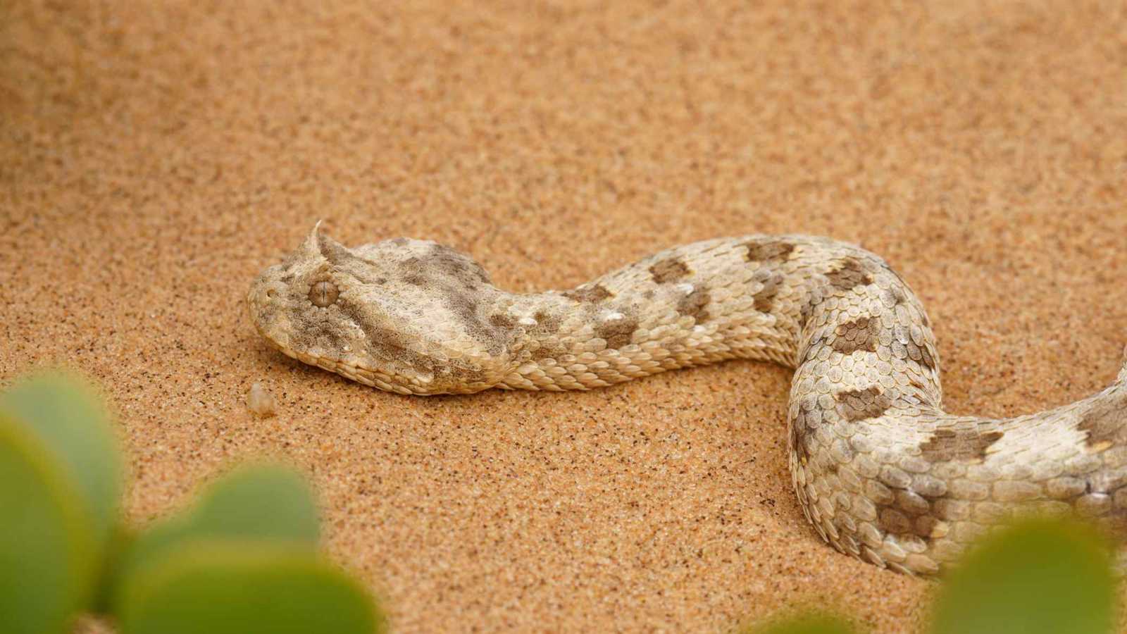 الثعابين حول العالم.. حقائق مذهلة ورموز تاريخية وأسرار الصيد