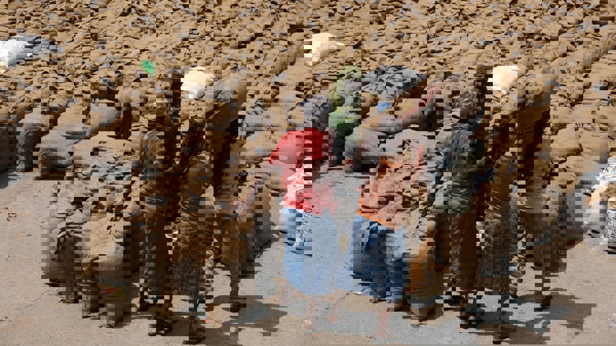 توقف شحنات لمئات آلاف الأطنان من القمح في أحد موانئ الهند