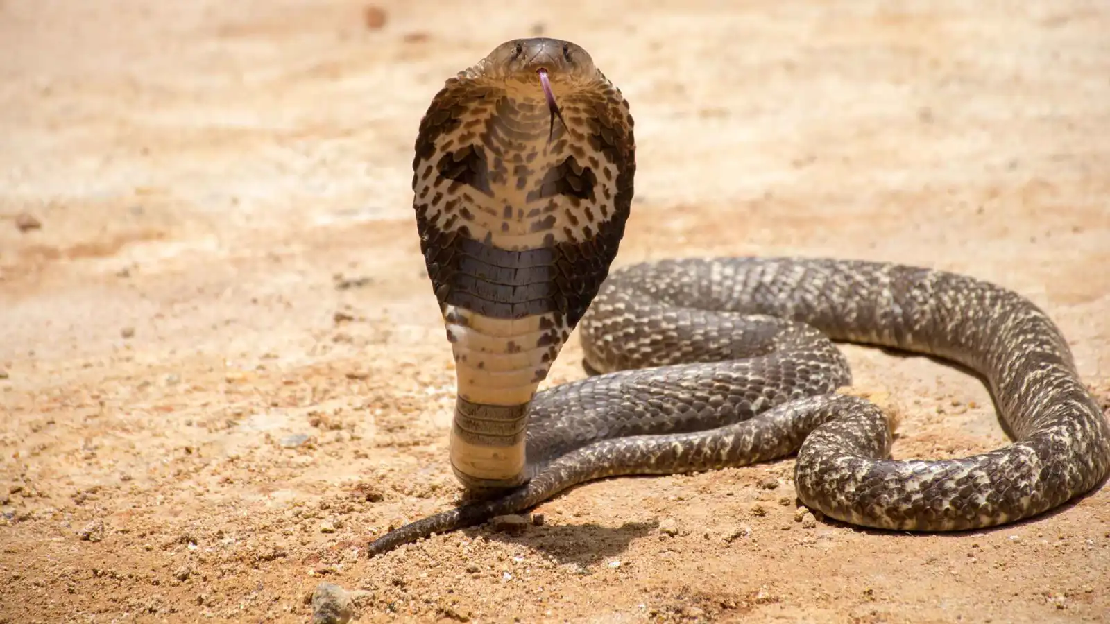 الثعابين الأكثر فتكاً في العالم.. كيف تؤثر على البيئة والبشر؟ (فيديو)