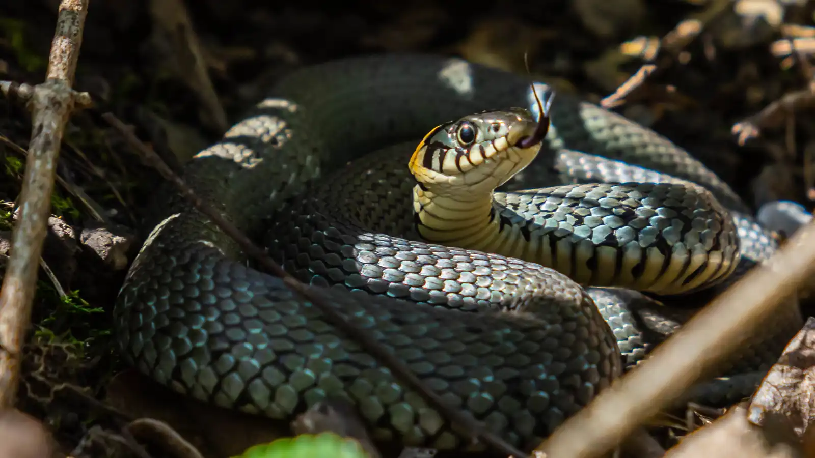 7 أنواع ثعابين تلد بدلًا من وضع البيض.. ما السبب؟