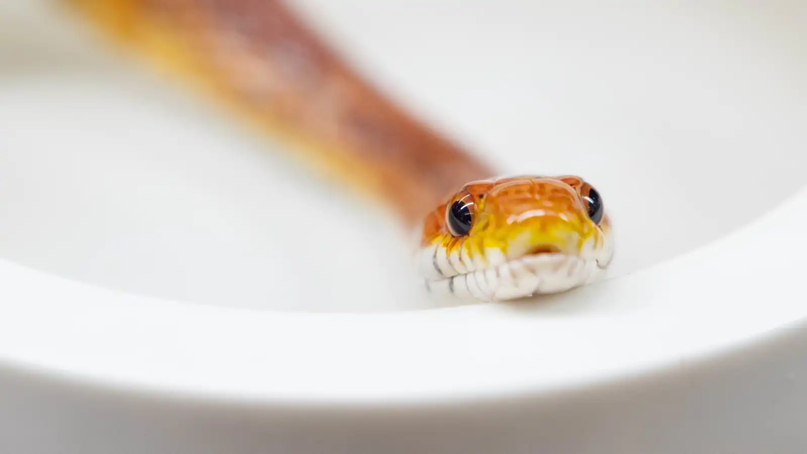 من المجاري إلى المرحاض.. كيف تصل الثعابين لمنزلك؟