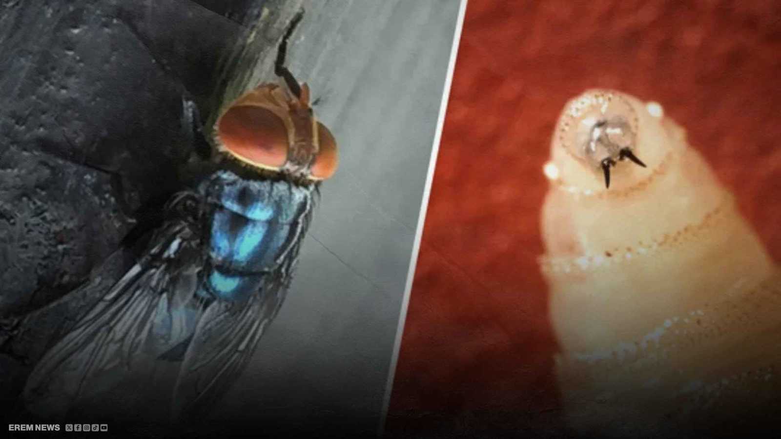 ذباب آكل اللحوم.. أول إصابة بشرية في أمريكا تثير الرعب