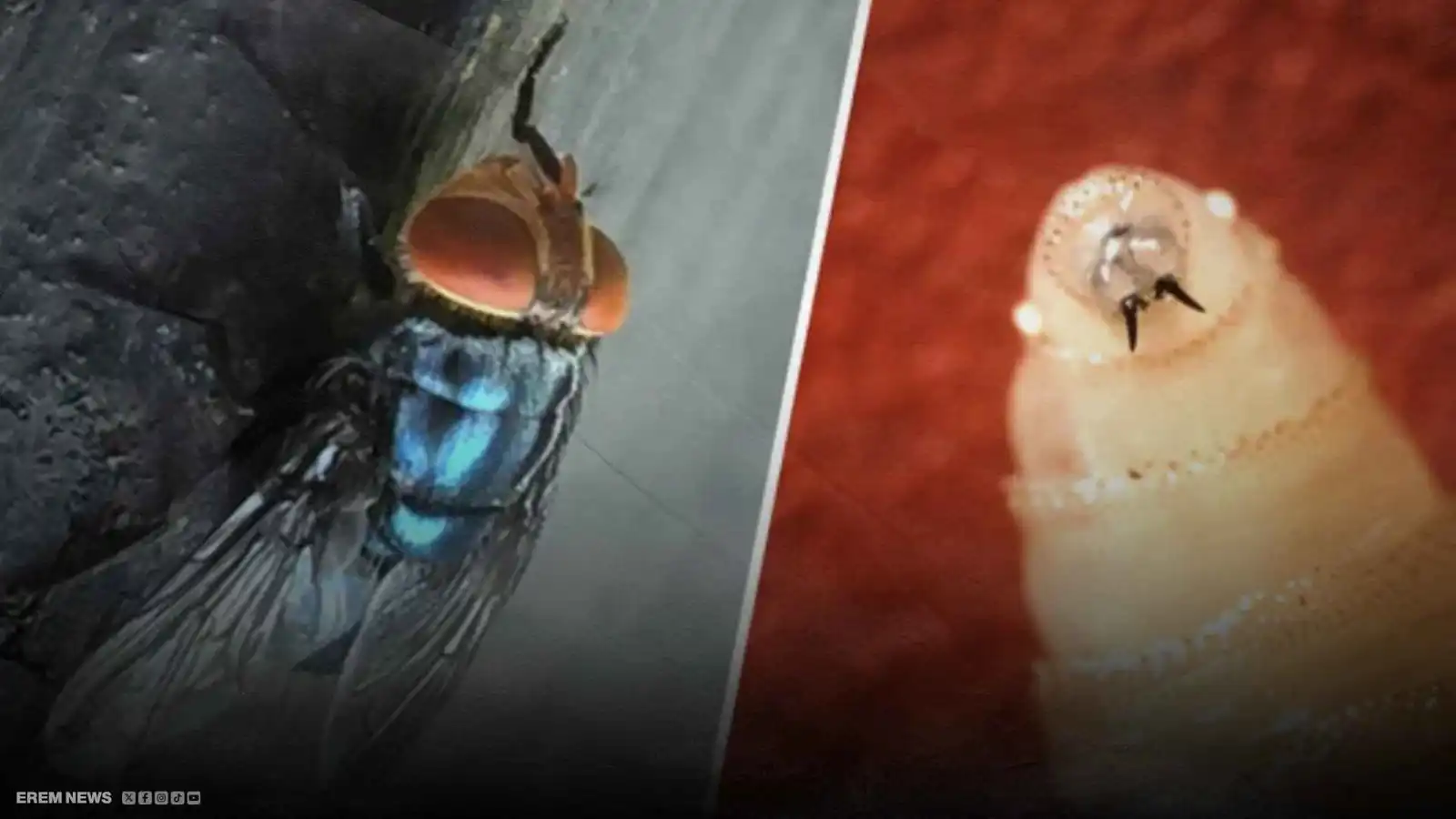 ذباب آكل اللحوم.. أول إصابة بشرية في أمريكا تثير الرعب