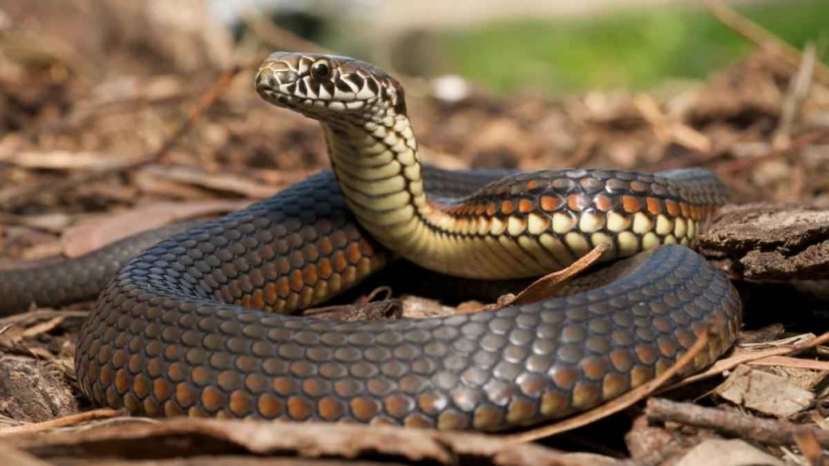 بعد الاعتداءات المتكررة.. روسيا تمنع اقتناء هذه الحيوانات في المنازل