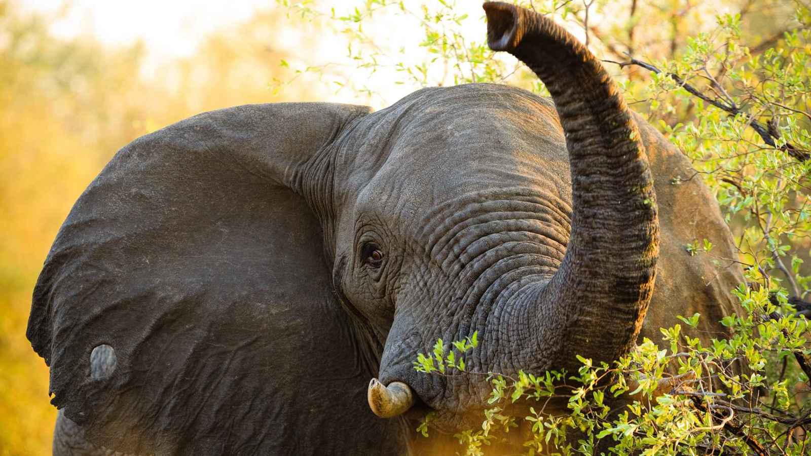 حكم قضائي يُنصف "أتعس فيلة في العالم"