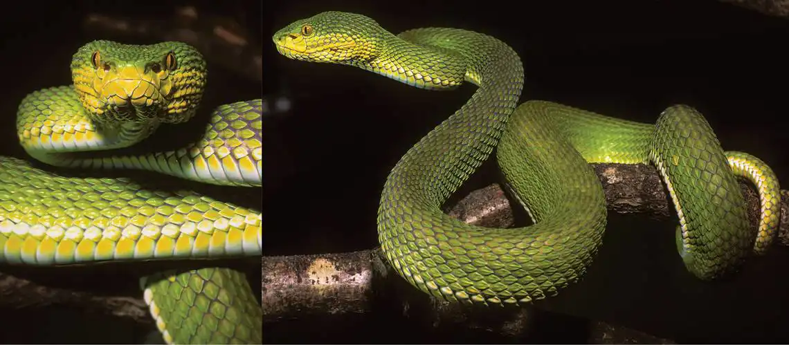 Ayeyarwady pit viper
