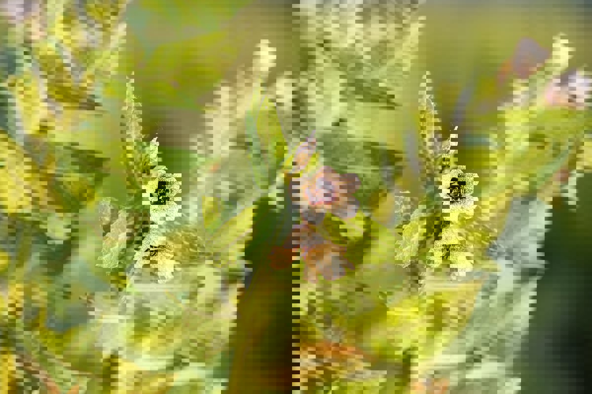 أول دليل حاسم على استخدام الإنسان للمخدرات قبل آلاف السنين (صور) 