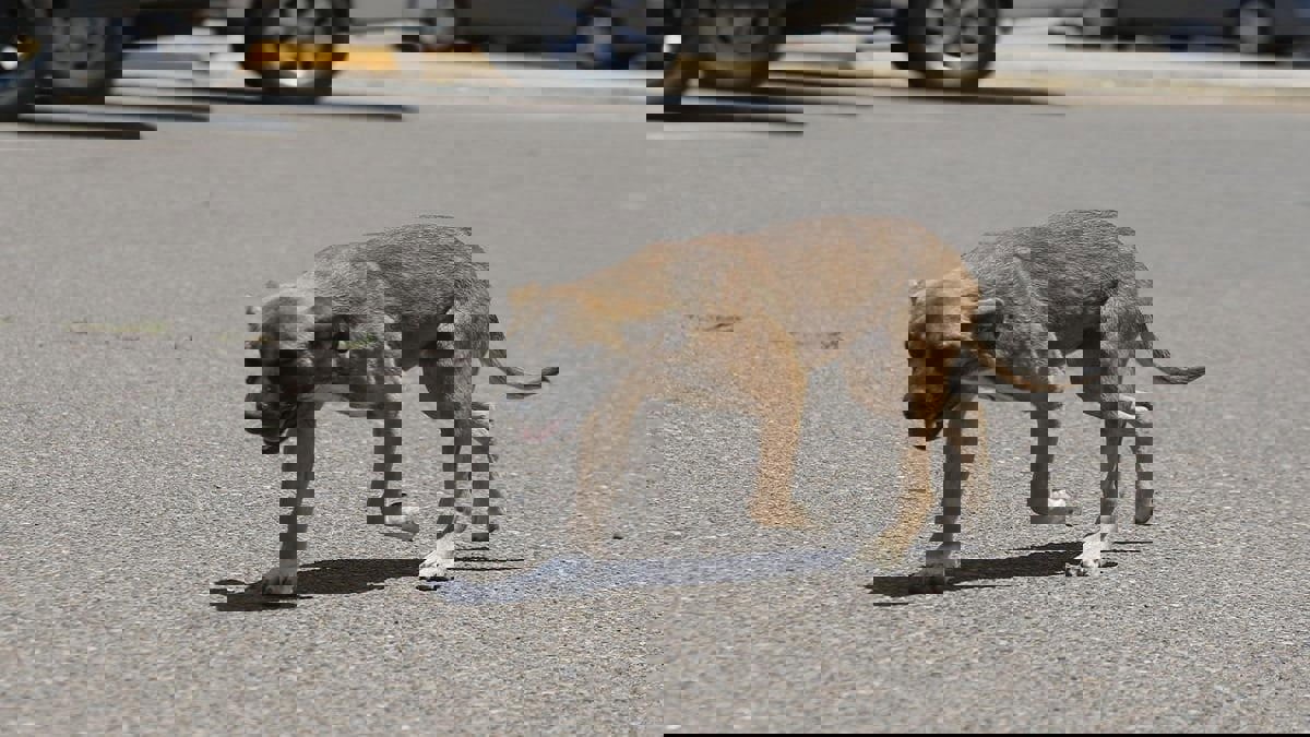 الكويت.. كلب ضال يقتحم مبنى حكوميا ويهاجم المراجعين