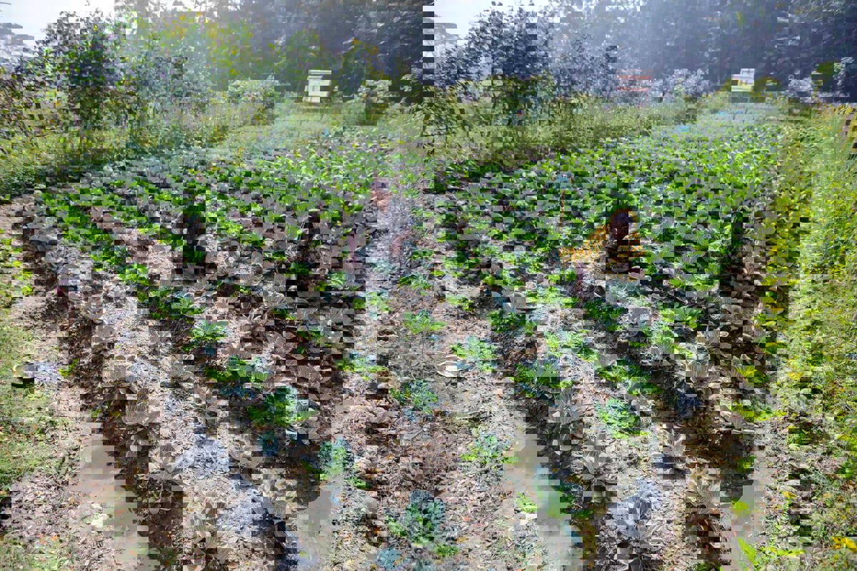 الزراعة بالمياه المالحة.. حل مبتكر لأزمة الغذاء العالمية