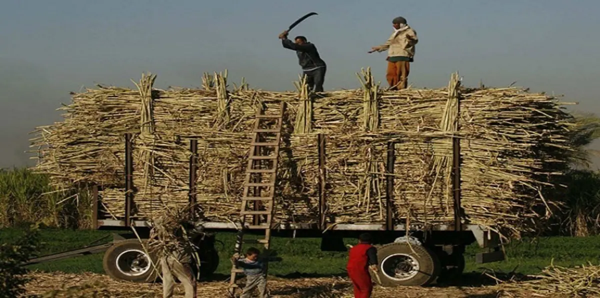 انطلاق موسم حصاد قصب السكر وسط احتفالات شعبية بصعيد مصر‎