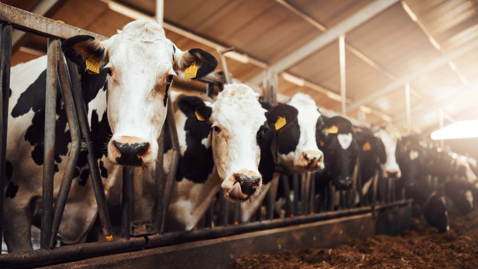 بعد نفوق الأسماك.. المواشي ضحية جديدة لتلوث الأنهار في العراق (صور)