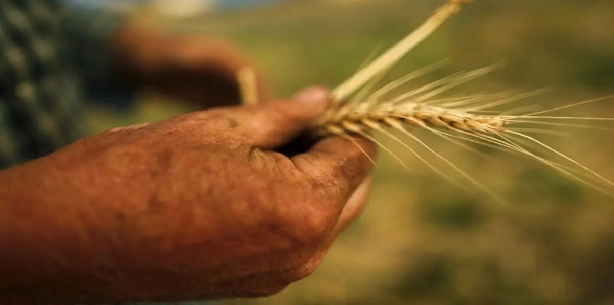 السعودية تشتري 870 ألف طن من القمح