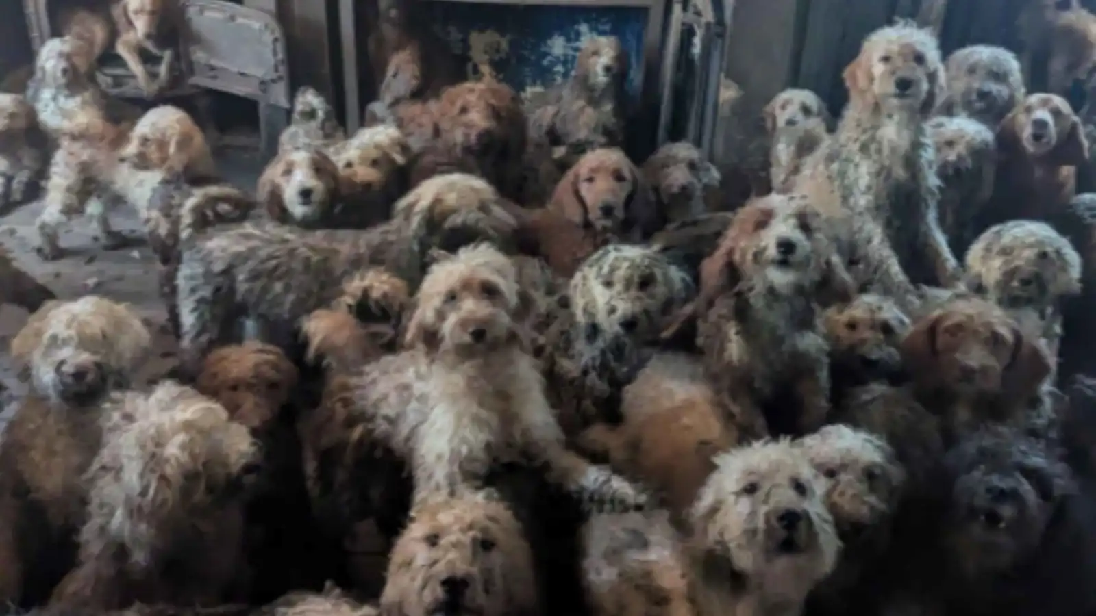 إنقاذ 250 كلبا من جحيم منزل في بريطانيا