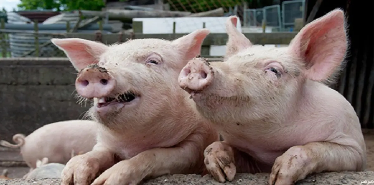 "سباق خنازير".. يحدد مصير بريطانيا مع الاتحاد الأوروبي