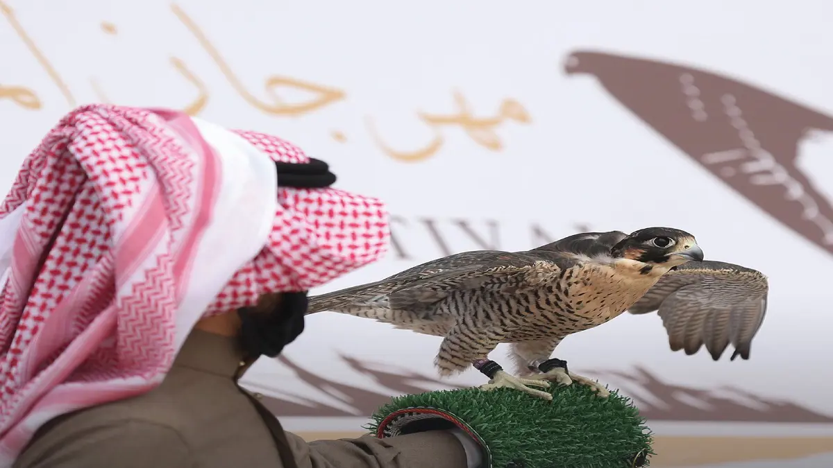 صقور جارحة وجميلة تجلب لملاكها الملايين في مهرجان بالسعودية