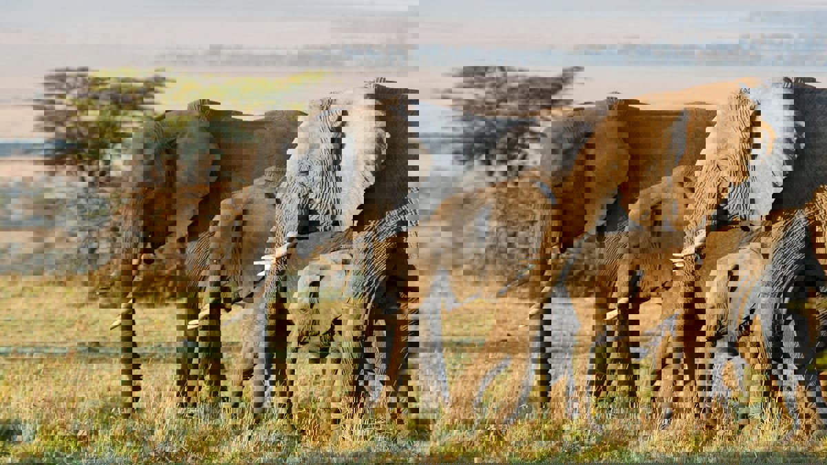 بوتسوانا تهدد بإرسال 20 ألف فيل إلى ألمانيا