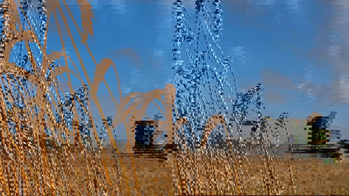 بـ 150 مليون طن من الحبوب.. بوتين يتوقع حصادا قياسيا في 2022