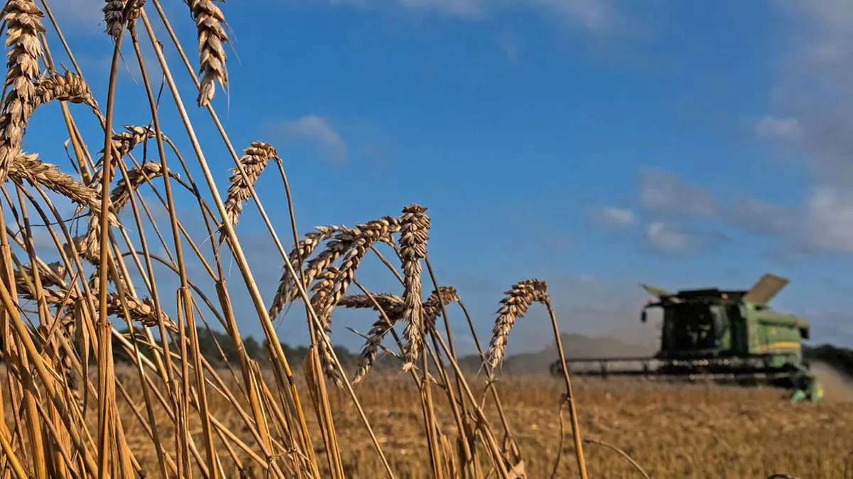 بـ 150 مليون طن من الحبوب.. بوتين يتوقع حصادا قياسيا في 2022