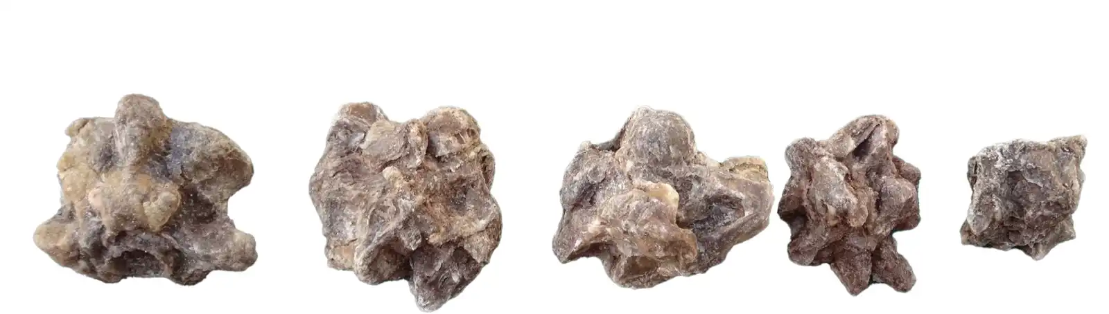 فقرات أفعى الأناكوندا المتحجرة