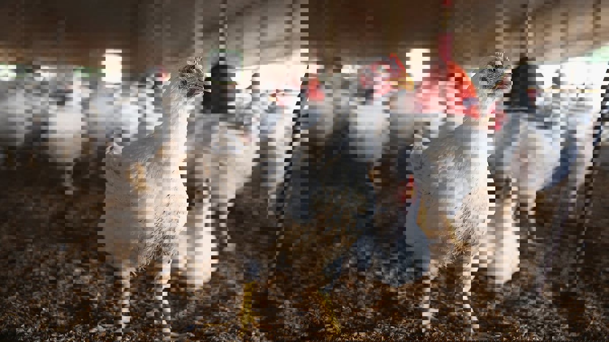 بسبب إنفلونزا الطيور.. بلغاريا تعدم 39 ألف دجاجة