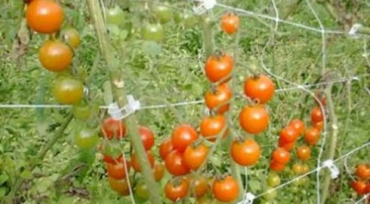 70% نسبة الاكتفاء الذاتي بالعراق من الخضروات